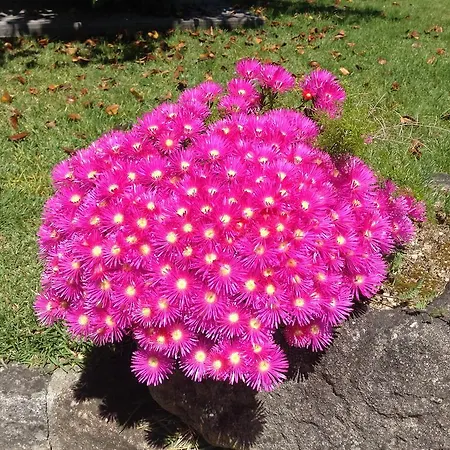 Vakantiehuis Casa De Romao *