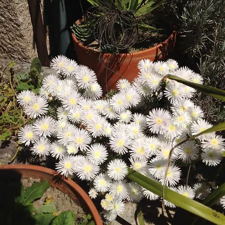 Feriehus Casa De Romao