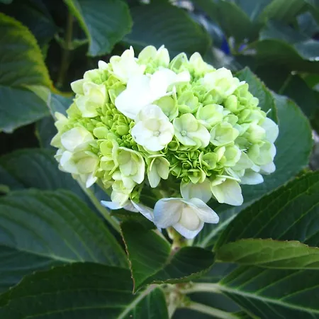 Feriehus Casa De Romao *