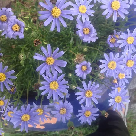 Feriehus Casa De Romao